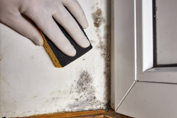 Best Mold Remediation for Healthcare Facilities  in East Missoula, MT